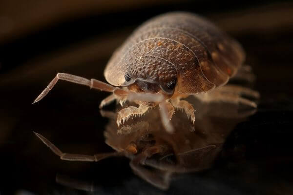 PEST CONTROL HATFIELD, Hertfordshire. Services: Bed Bug Pest Control. Choose us for expert bed bug pest control services that meet your specific needs and budget.