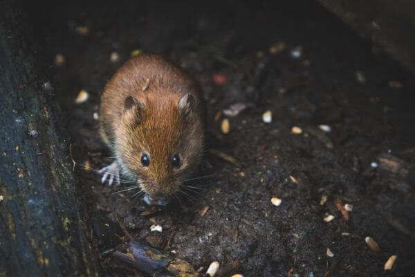 PEST CONTROL HATFIELD, Hertfordshire. Services: Mouse Pest Control. Say goodbye to mice and hello to a pest-free property with our expert pest control solutions.