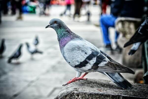 PEST CONTROL HATFIELD, Hertfordshire. Services: Pigeon Pest Control. Choose us for fast and effective pigeon pest control services that keep your property safe and clean.